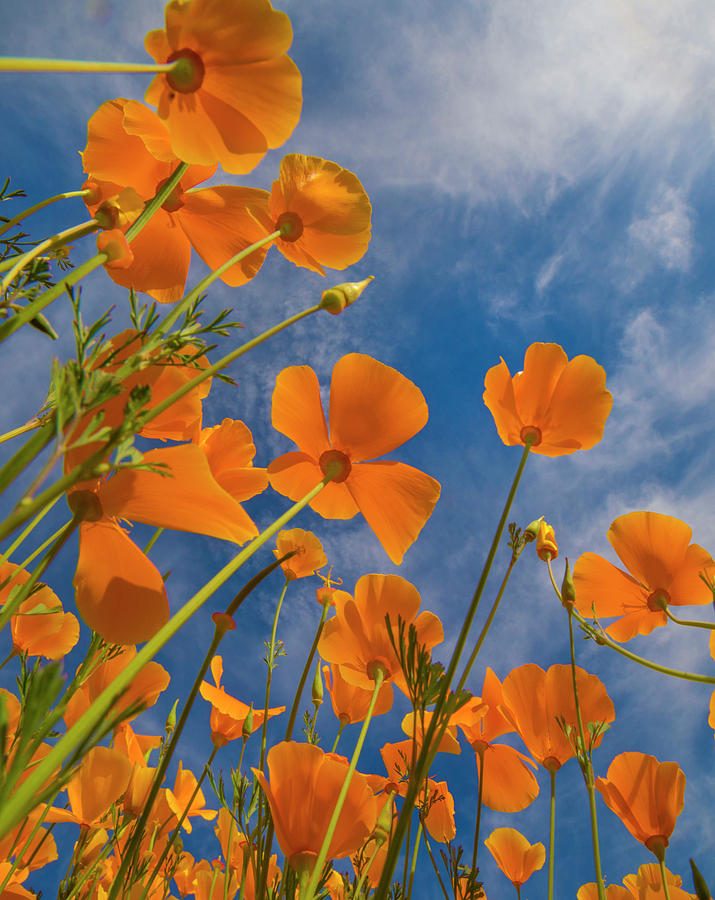 California Poppy Spring Bloom, Lake Elsinore, California Photograph by Tim Fitzharris