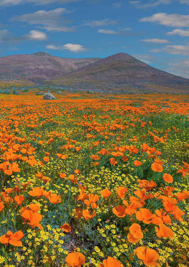 California Poppy, Superbloom, Antelope Valley, California Photograph by