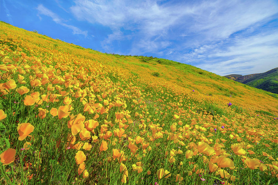 Landscape Photograph - California Poppy Superbloom by Tim Fitzharris