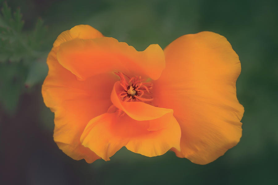 Flower Photograph - California Poppy with 5 Petals by Alexander Kunz
