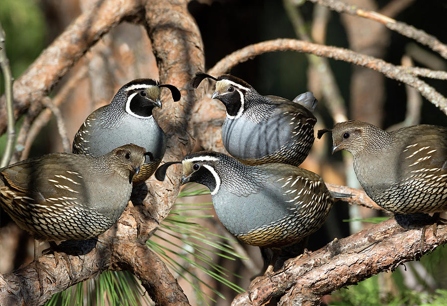 California Quail Covey  Photograph by Kathleen Bishop