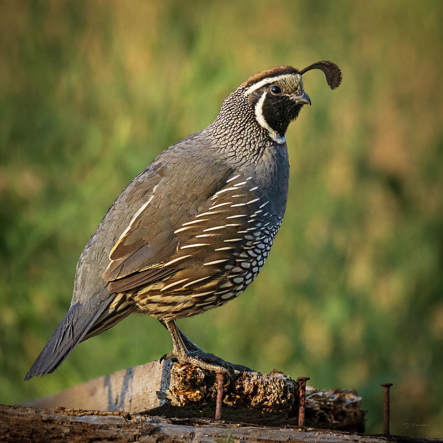 California Quail on Lumber Pile Photograph by David Sams - Pixels