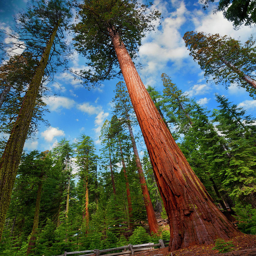 California Red Woods Photograph by Michael Lawenko Dela Paz - Fine Art ...