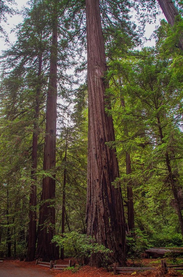 California Redwood Photograph by Bill Cannon