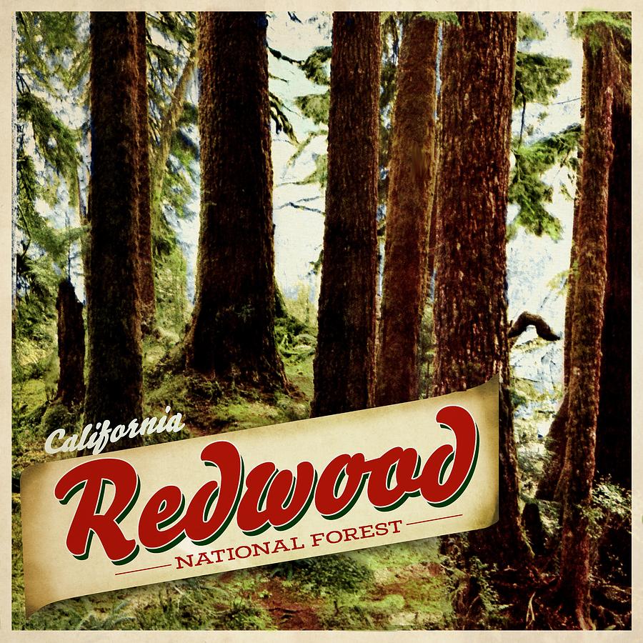 California Redwood National Forest Drawing by Unknown