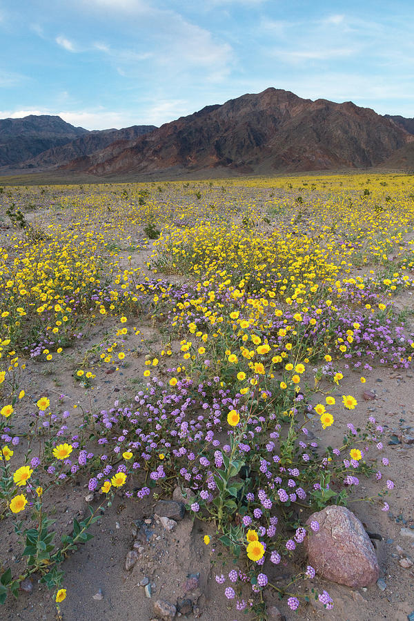 Death Valley National Park Photograph - California Sand Verbena And Desert by Brenda Tharp