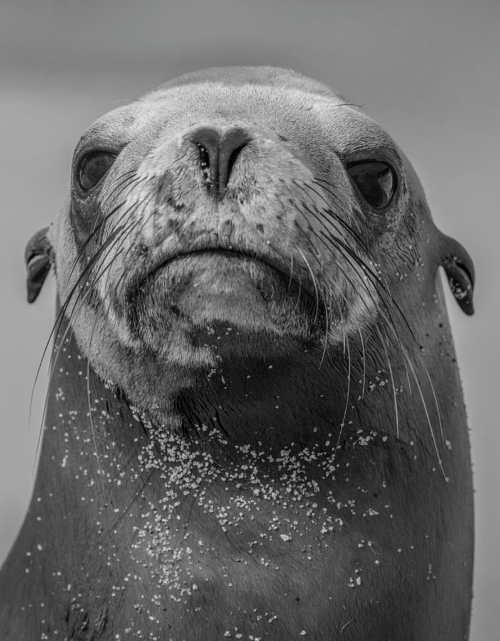 California Sea Lion Portrait Photograph by Tim Fitzharris