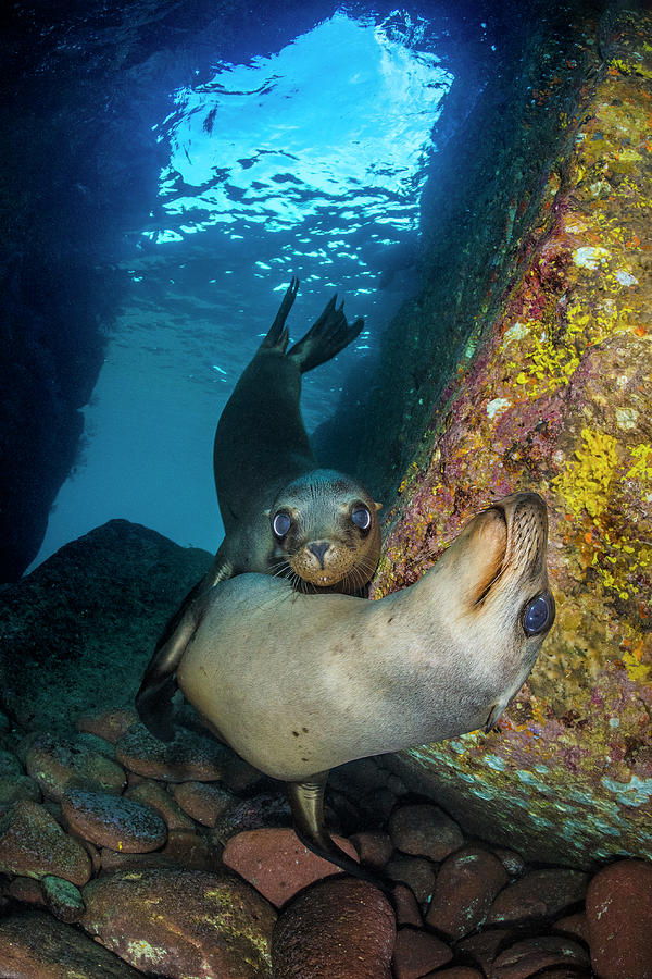 California Sea Lion Pups, La Paz, Baja California Sur, Mexico