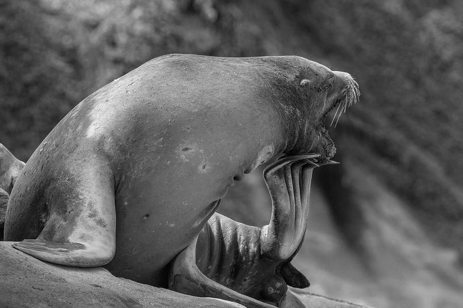 California Sea Lion Scratching Photograph by Tim Fitzharris