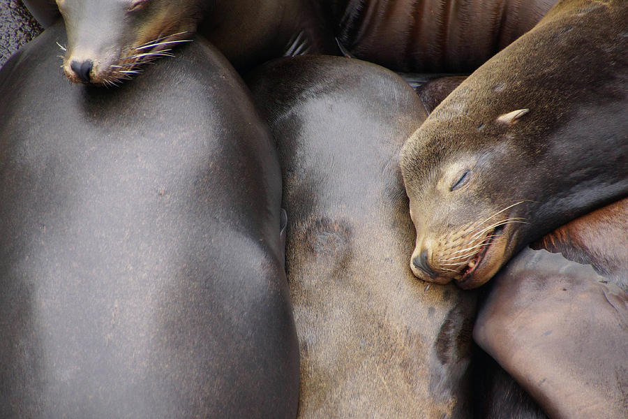 California sea lions asleep  Photograph by Steve Estvanik