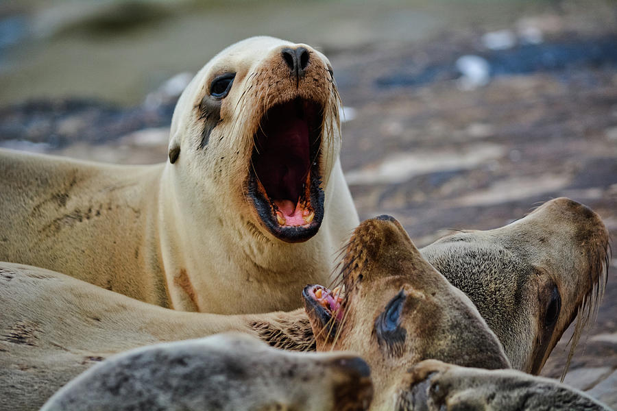 California Sea Lions  Photograph by Kyle Hanson