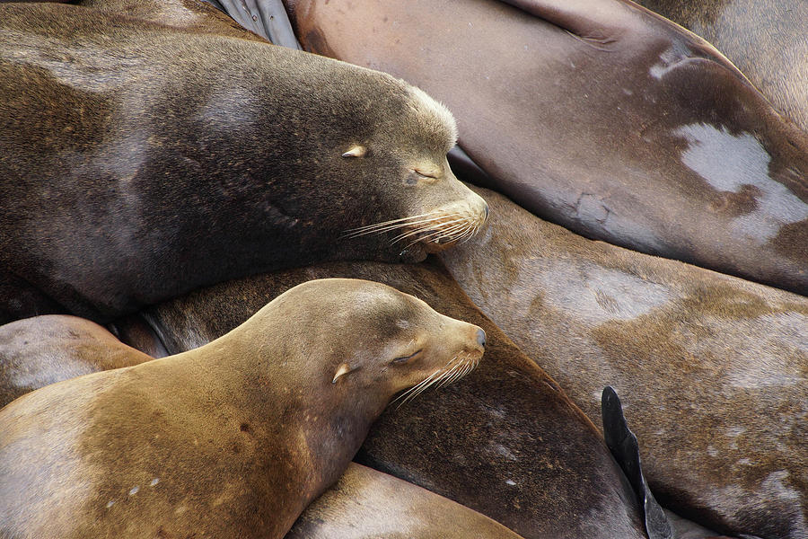California sea lions sleep in huddled piles Photograph by Steve Estvanik