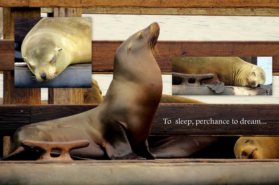 California Sea Lions Sleep Photograph by Linda Vanoudenhaegen Fine