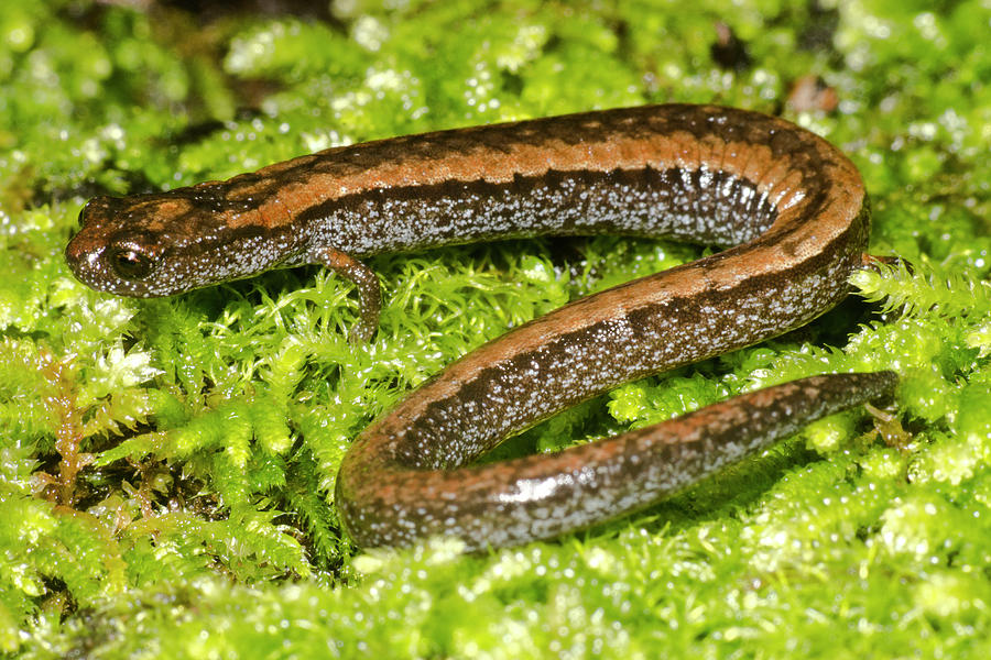 California Slender Salamander Photograph by Dante Fenolio