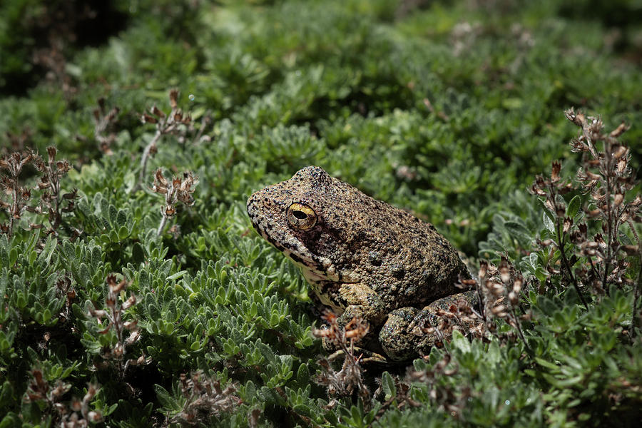 California Toad Photograph by Betty Depee