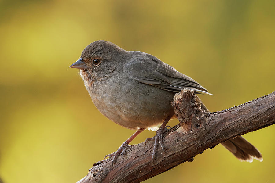 California Towhee, Sacramento County Caliornia by Doug Herr California Towhee, Sacramento County Caliornia by Doug Herr