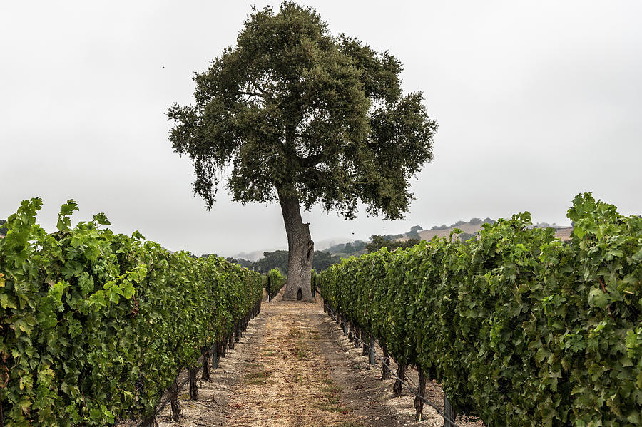 California Tree and Vineyard  Photograph by John McGraw
