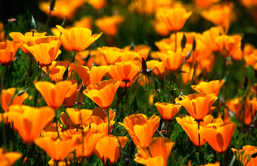 Californian Poppies, United States Of Photograph by John Elk Iii