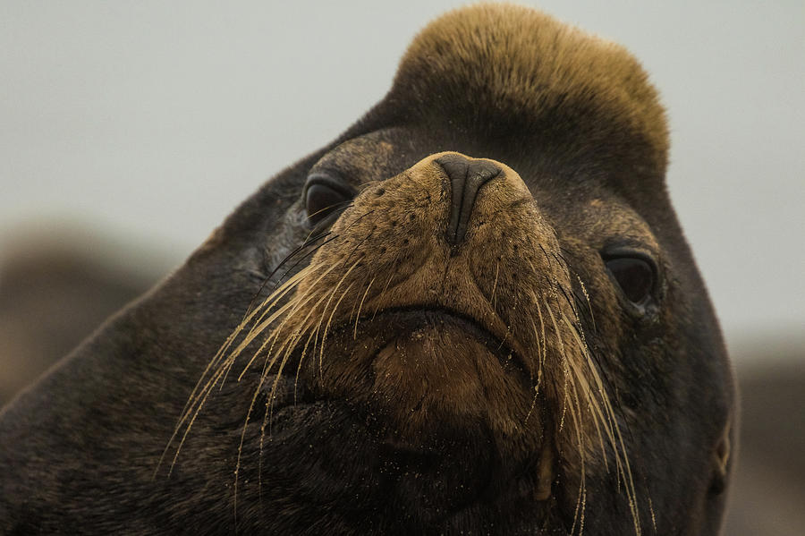Californian Sea lion Photograph by Michelle Pennell