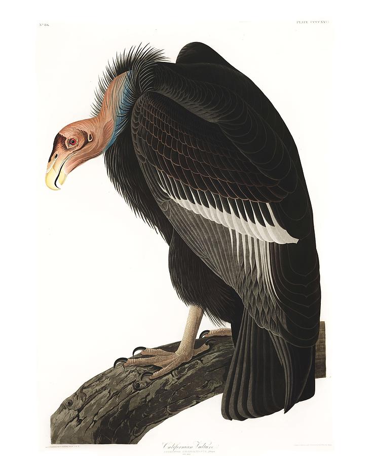 Grand Canyon National Park Painting - Californian Vulture by John Audubon by Celestial Images