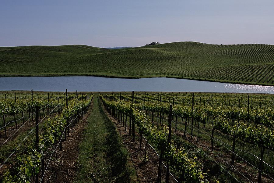 Californias Wine Growing Region Of Photograph by George Rose