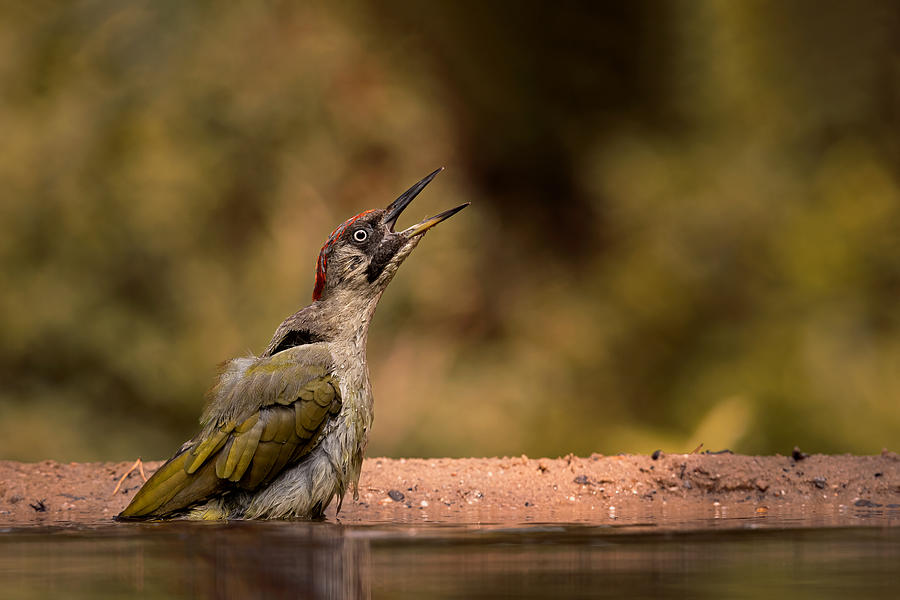 Nature Photograph - Call Of A Female Green Woodpecker by Gert J Ter Horst