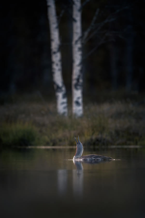 Nature Photograph - Call Of The Loon by Magnus Renmyr