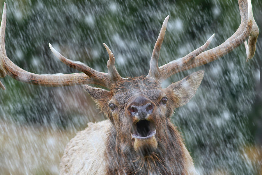 Call of the Wild- Bull Elk by Mark Miller Call of the Wild- Bull Elk by Mark Miller