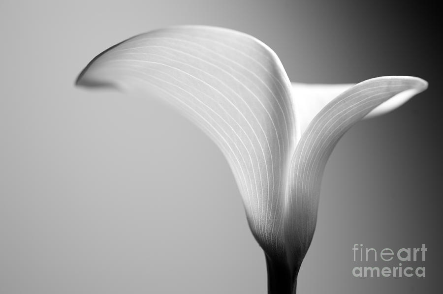 Macro Photograph - Calla by Jimmy L Macro Photograph - Calla by Jimmy L
