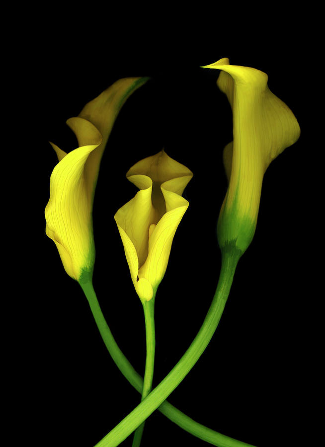 Yellow Calla Lilies Painting - Calla Lilies #2 by Susan S. Barmon