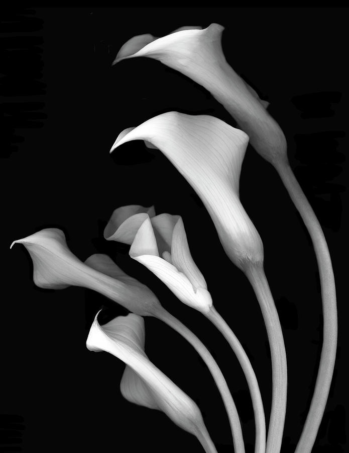 Flower Painting - Calla Lilies #3 B-w by Susan S. Barmon