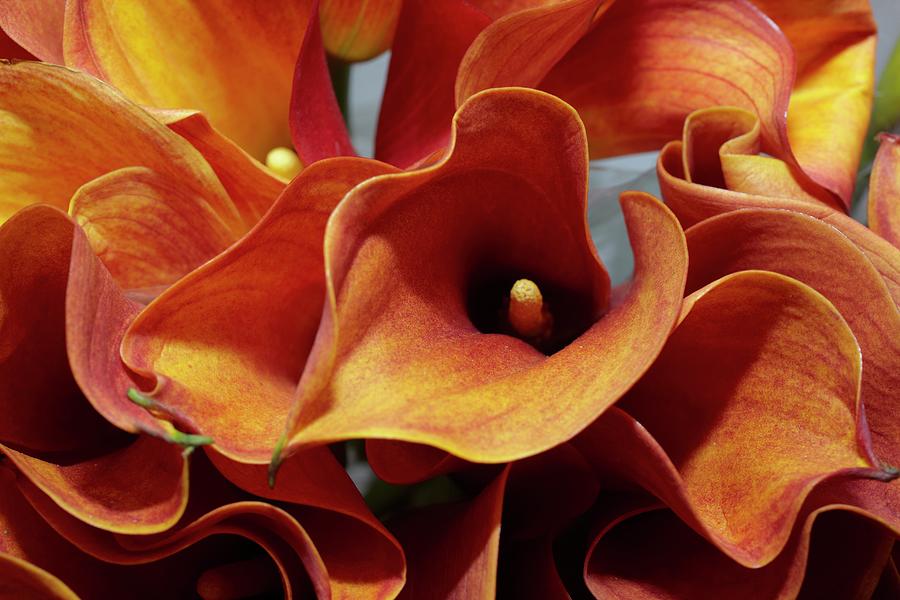 Calla Lilies; Close Up Photograph by Anastassios Mentis Photography