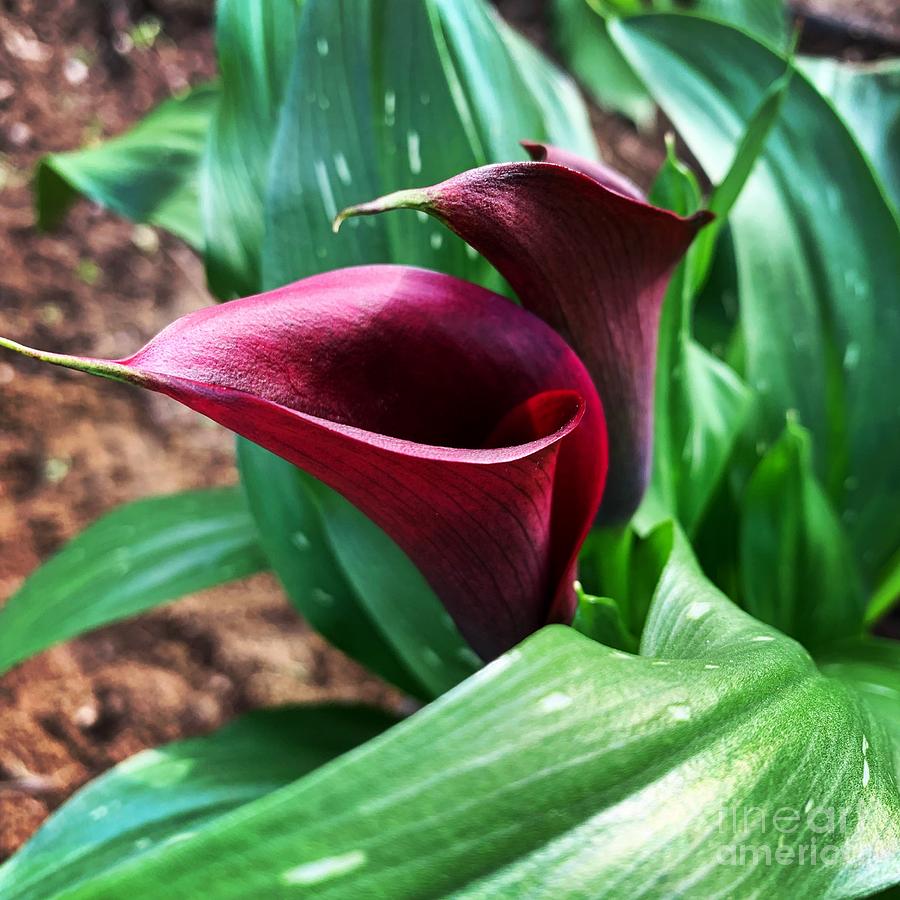 Spring Photograph - Calla Lilies  by HD Connelly