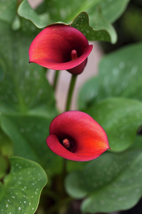 Calla Lilies In A Garden Photograph by Yelena Strokin