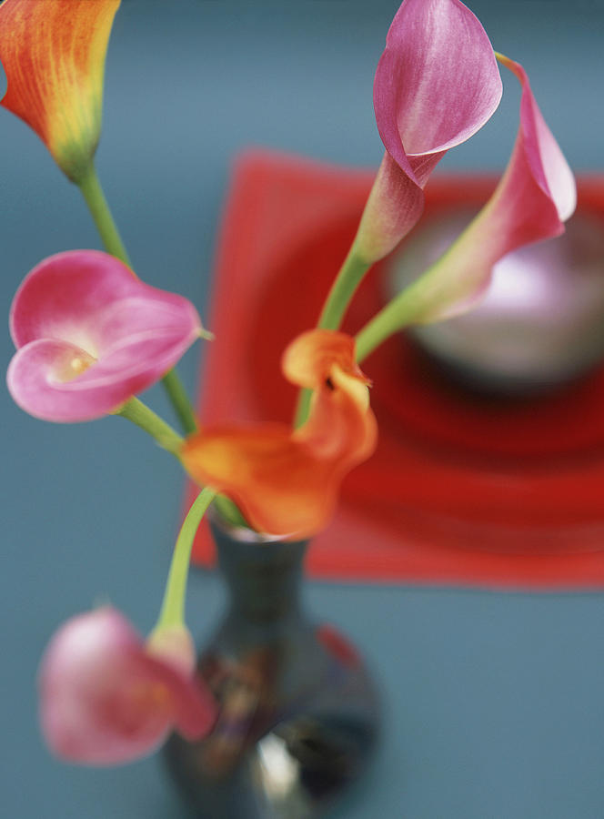 Calla Lilies In Vase Photograph by Luc Wauman