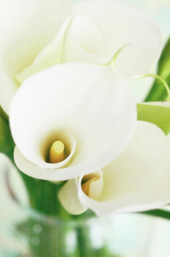 Calla Lilies In Vase With Texture Photograph by Dhmig Photography
