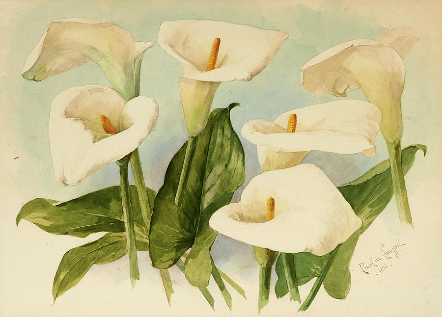 Paul De Longpre Painting - Calla Lilies by Paul de Longpre Paul De Longpre Painting - Calla Lilies by Paul de Longpre