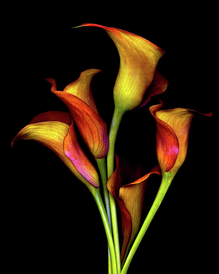 Lily Photograph - Calla Lillies 2017 by Susan S. Barmon