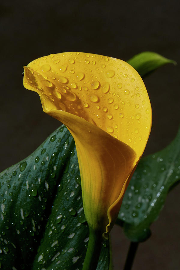 Calla Lily After A rain Photograph by Paul Freidlund