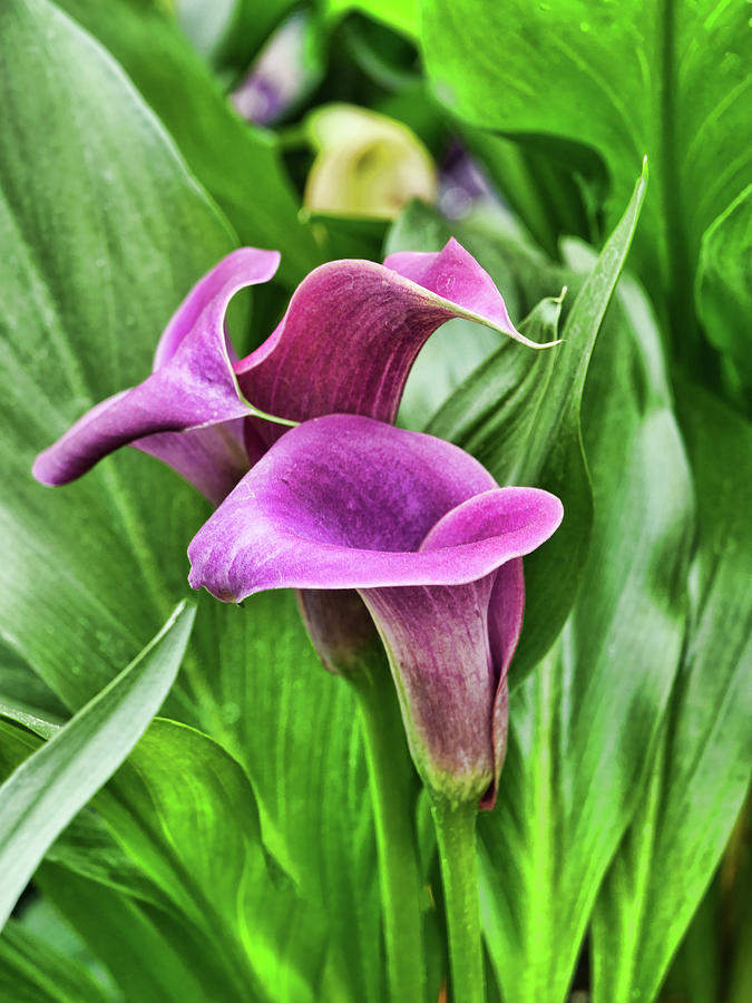 Calla Lily Photograph by Allen Beatty