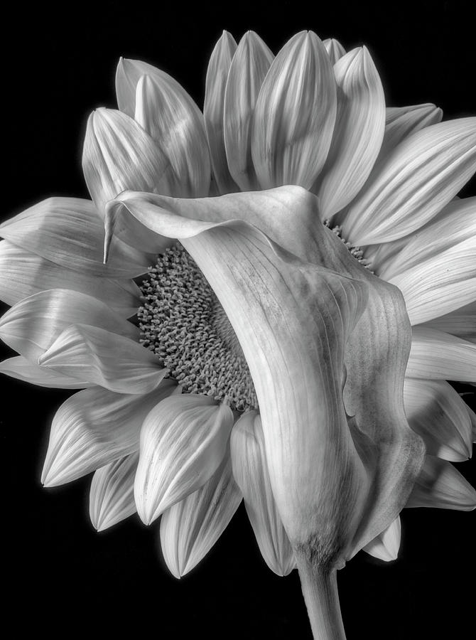 Calla Lily And Sunflower In Black And White Photograph by Garry Gay