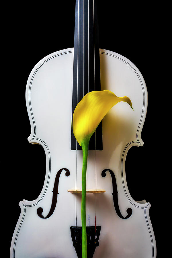 Calla Lily And White Violin Photograph by Garry Gay