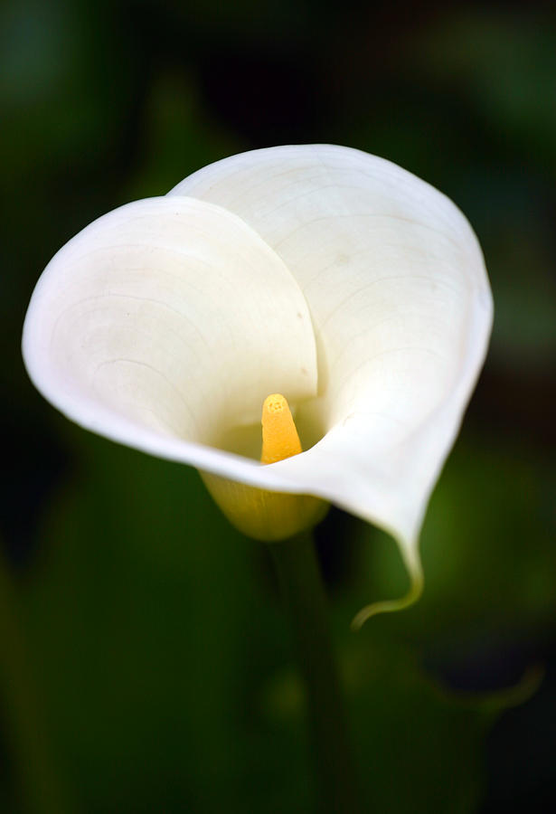 Calla Lily Photograph by Anthony Jones