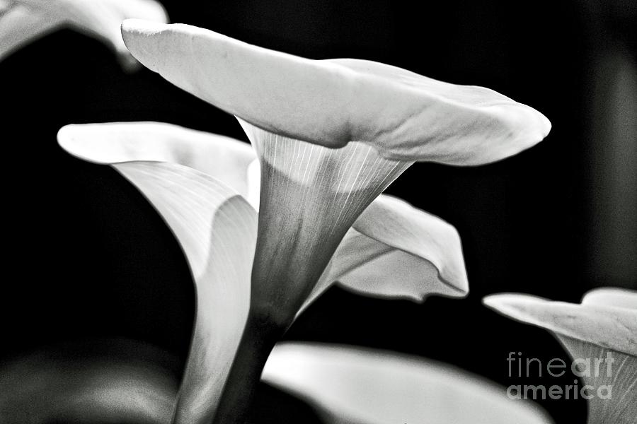 Calla Lily Black and White Photograph by Michael Cinnamond