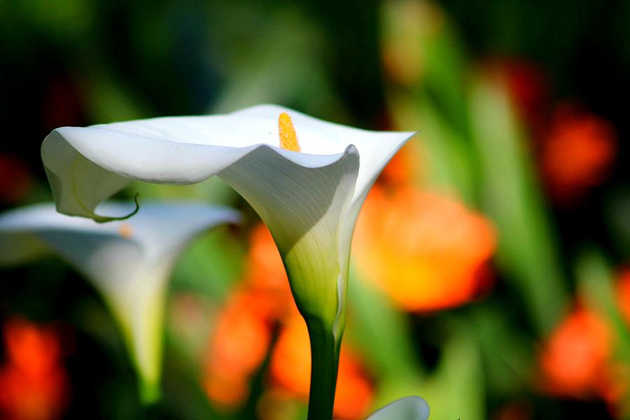 Calla lily flower in bloom  Photograph by LaDonna McCray