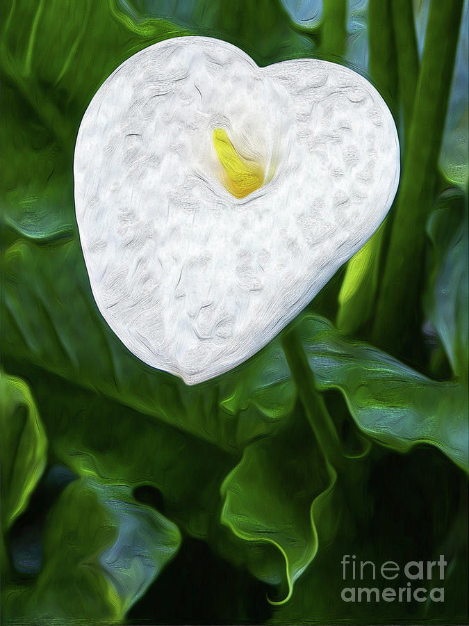 Calla Lily I Digital Art by Kenneth Montgomery