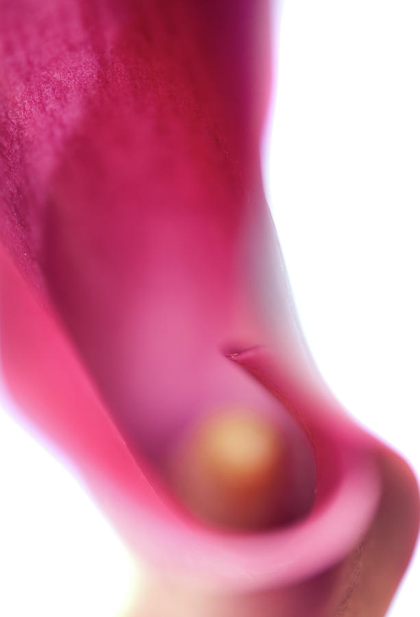 Calla Lily. Illuminated Photograph