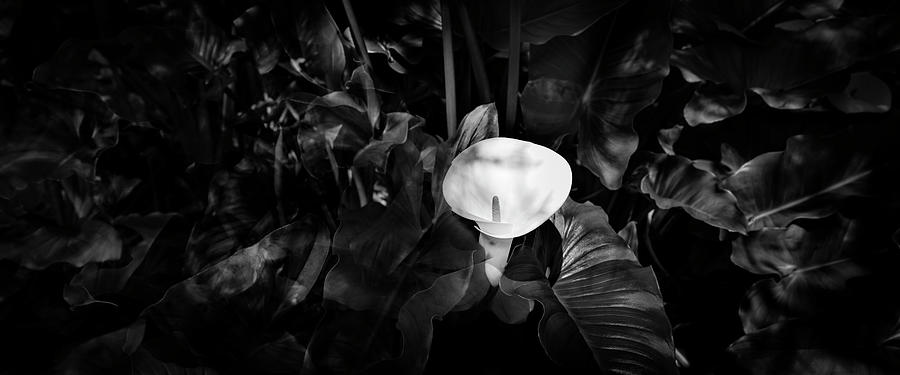 Calla Lily In Leafy Backgrounds Photograph by Panoramic Images
