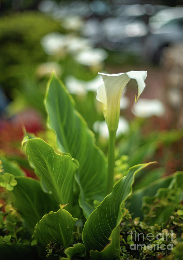 Calla Lily in the Light Photograph by Mike Reid