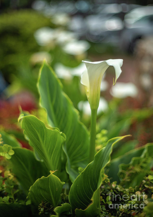 Calla Lily in the Light by Mike Reid Calla Lily in the Light by Mike Reid